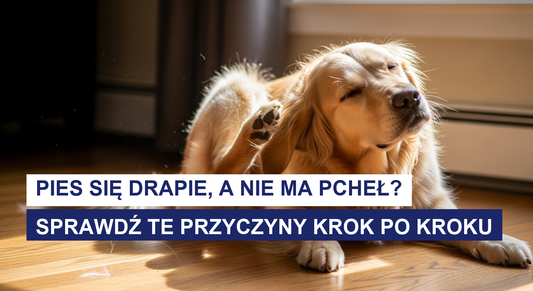 Pies się drapie, a nie ma pcheł? Krok po kroku