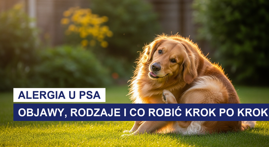 Alergia u psa: objawy, rodzaje i co robić krok po kroku