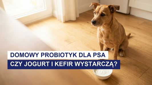Domowy probiotyk dla psa: czy jogurt i kefir wystarczą?