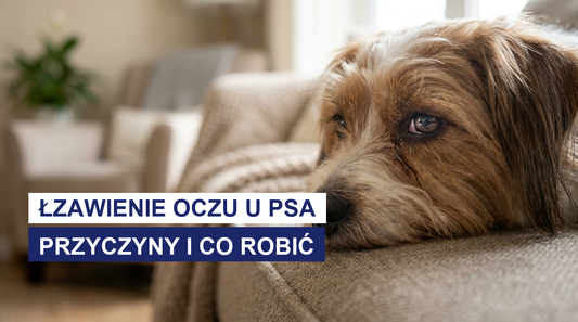 Łzawienie oczu u psa: przyczyny i co robić krok po kroku