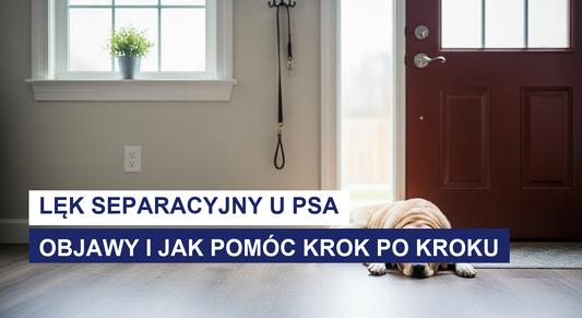 Lęk separacyjny u psa: objawy i jak pomóc krok po kroku