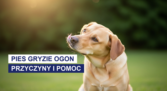 Pies gryzie ogon: dlaczego to robi i jak mu pomóc
