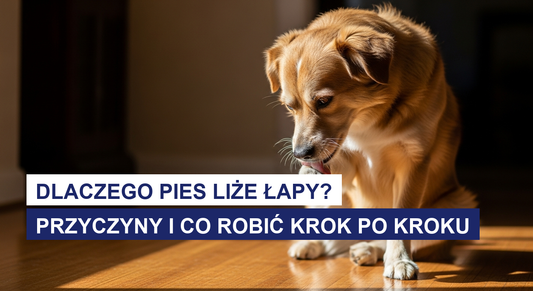 Dlaczego pies liże łapy? Przyczyny i co robić krok po kroku