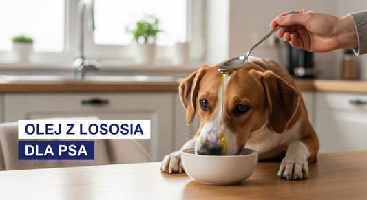Olej z łososia dla psa: właściwości i dawkowanie