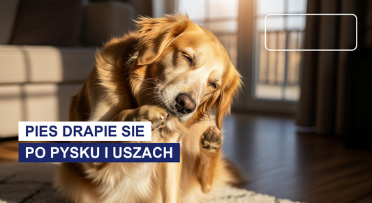 Pies drapie się po pysku i w uszach: przyczyny i co robić