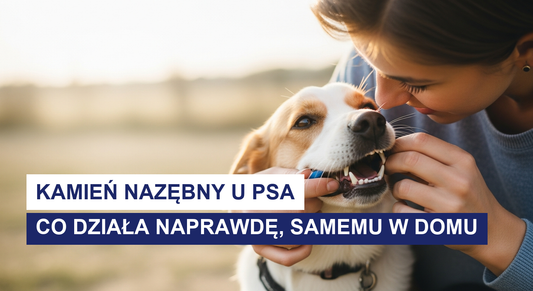 Jak usunąć kamień nazębny u psa samemu? Szczera odpowiedź