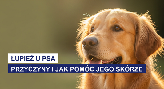 Łupież u psa: przyczyny i jak pomóc jego skórze
