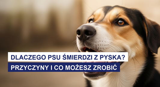 Dlaczego psu śmierdzi z pyska? Przyczyny i co możesz zrobić