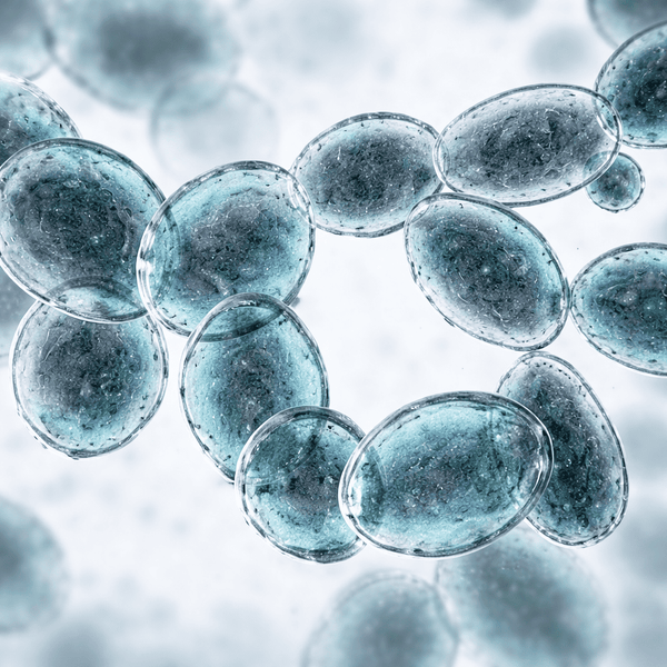 Bacillus Velezensis DSM 15544