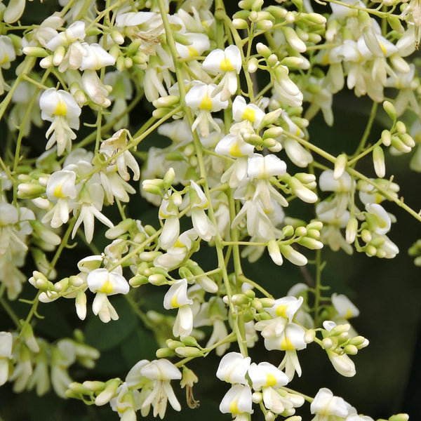 Perełkowiec japoński