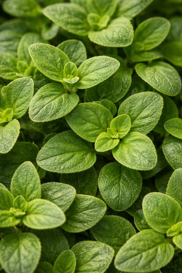 Melissa Officinalis L. Ekstrakt z melisy lekarskiej