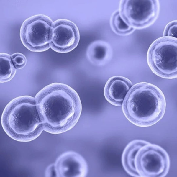 Prebiotyki 