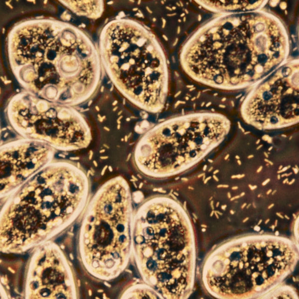 Probiotyki, mieszanka wieloszczepowa