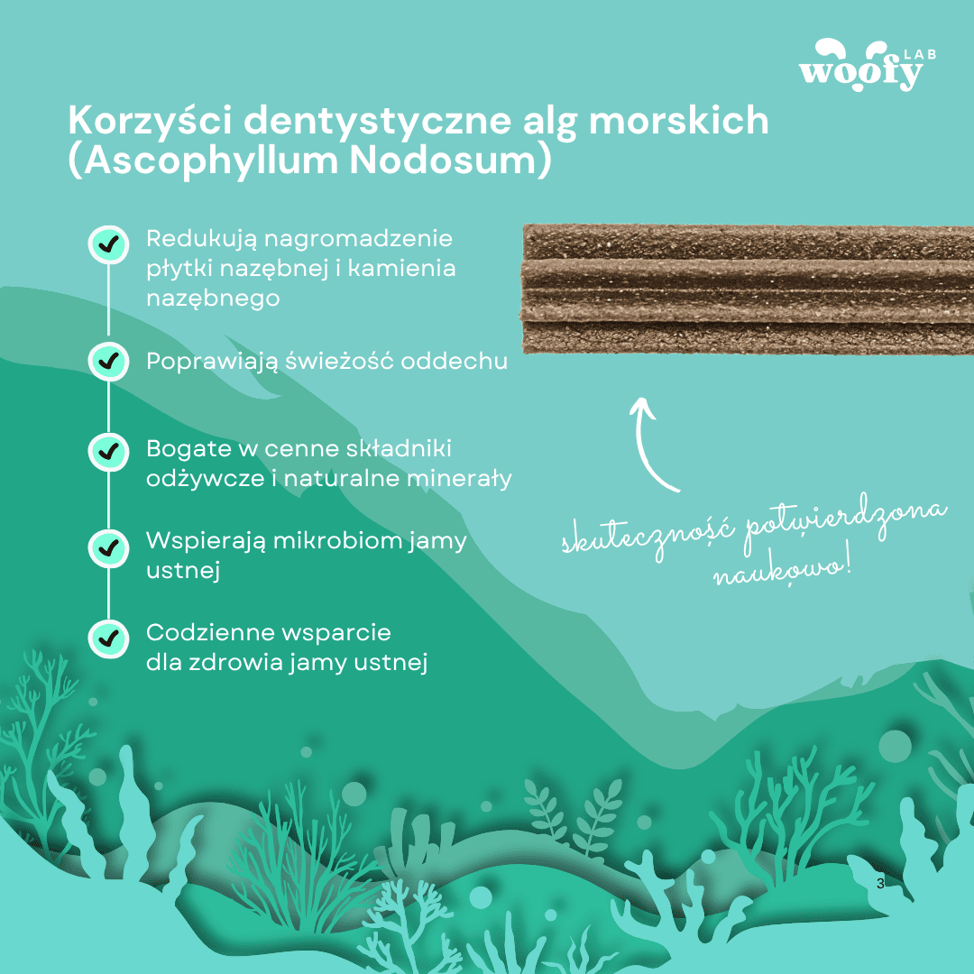 korzysci-algi-patyk-dentystyczny-woofy-lab